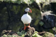 Papageitaucher (14 von 20).jpg